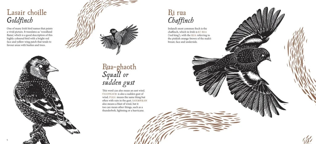 Manchan Magan: Tree Dogs, Banshee Fingers and Other Irish Words for Nature, illustrated by Steve Doogan - Tales for Tadpoles