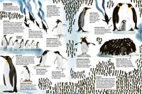 Marc Martin: All About Antarctica - Tales for Tadpoles