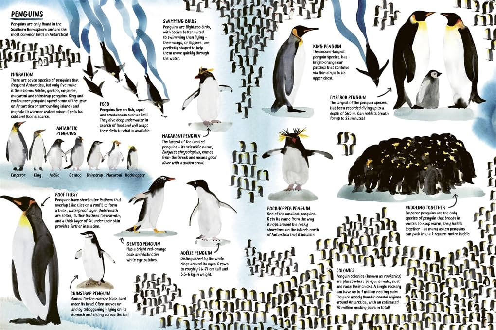 Marc Martin: All About Antarctica - Tales for Tadpoles