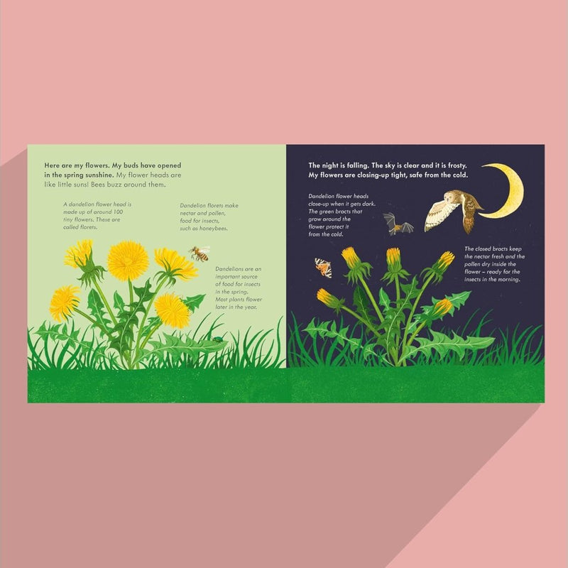 Mary Auld: Fluffy, Flying Seed, illustrated by Dawn Cooper - Tales for Tadpoles