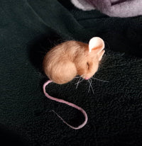 Needle Felting Workshop with Jenni Kilgallon: 29th March 10.30am - 3D Mouse in Nest - Tales for Tadpoles
