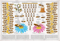 Piotr Socha: The Book of Bees - Tales for Tadpoles