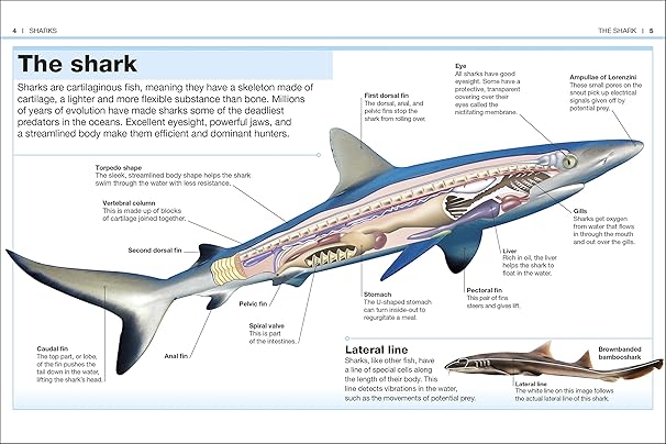 Pocket Eyewitness Sharks: Facts at your fingertips - Tales for Tadpoles