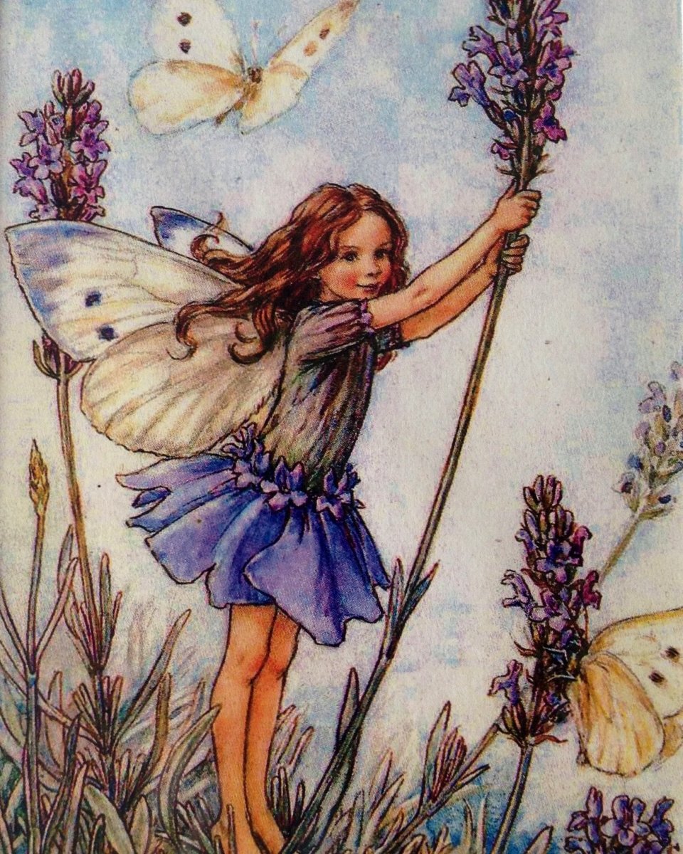 flower fairies lavender Print: Flower Fairies - The Lavender Fairy