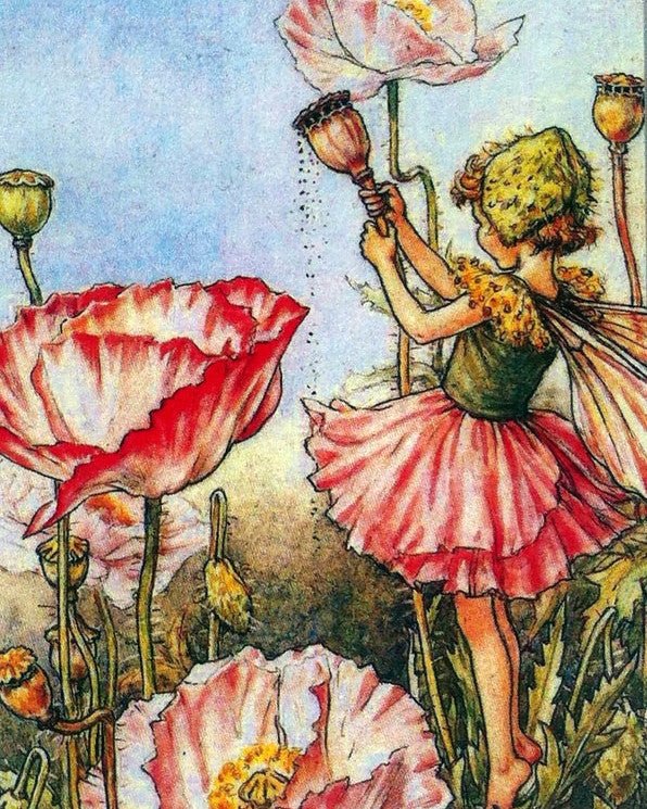 Print: Flower Fairies - The Shirley Poppy Fairy - Tales for Tadpoles