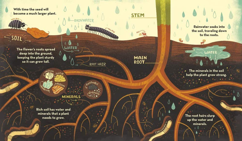 Rachel Ignotofsky: What's Inside a Flower - Tales for Tadpoles