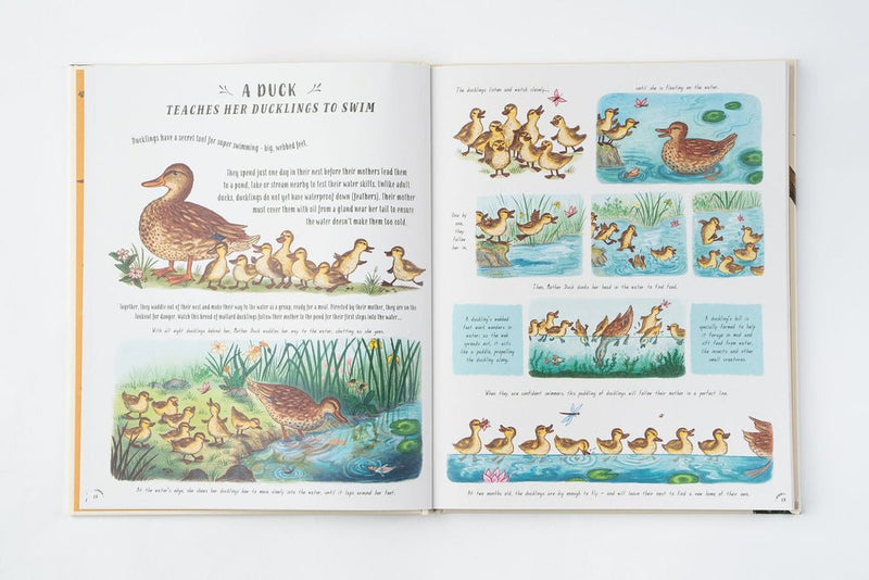 Rachel Williams: Slow Down, illustrated by Freya Hartas - Tales for Tadpoles