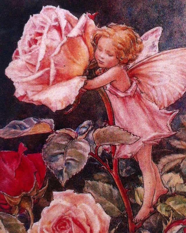 Flower Fairies Print The Rose Fairy