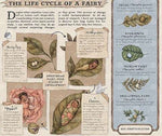 A Natural History of Fairies by Emily Hawkins, illustrated by Jessica Roux