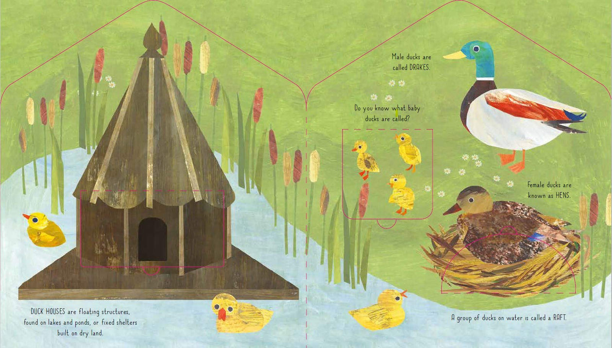 Bird House - A Lift-the-Flap Book of Discovery by Libby Walden, illustrated by Clover Robin
