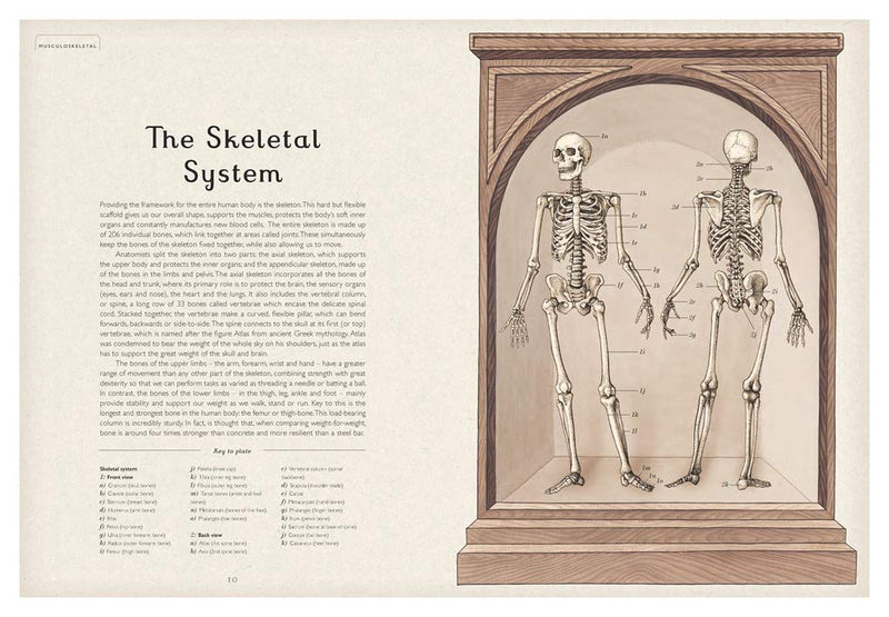 Anatomicum by Jennifer Z Paxton, illustrated by Katy Wiedemann