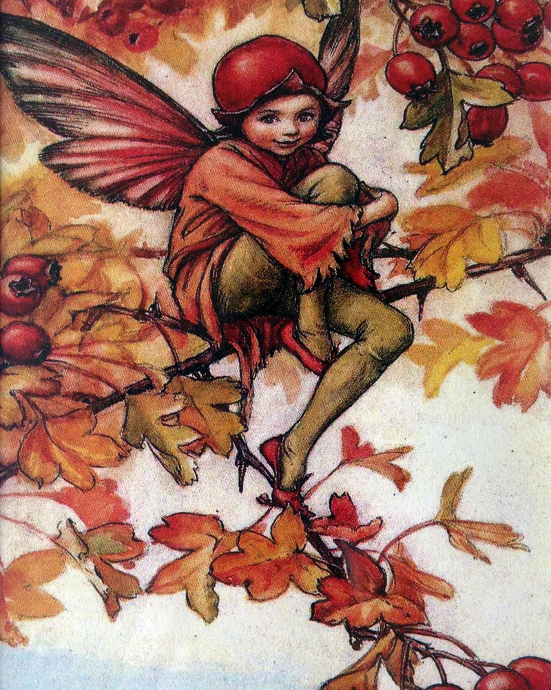 Flower Fairy Print: The Hawthorn Fairy