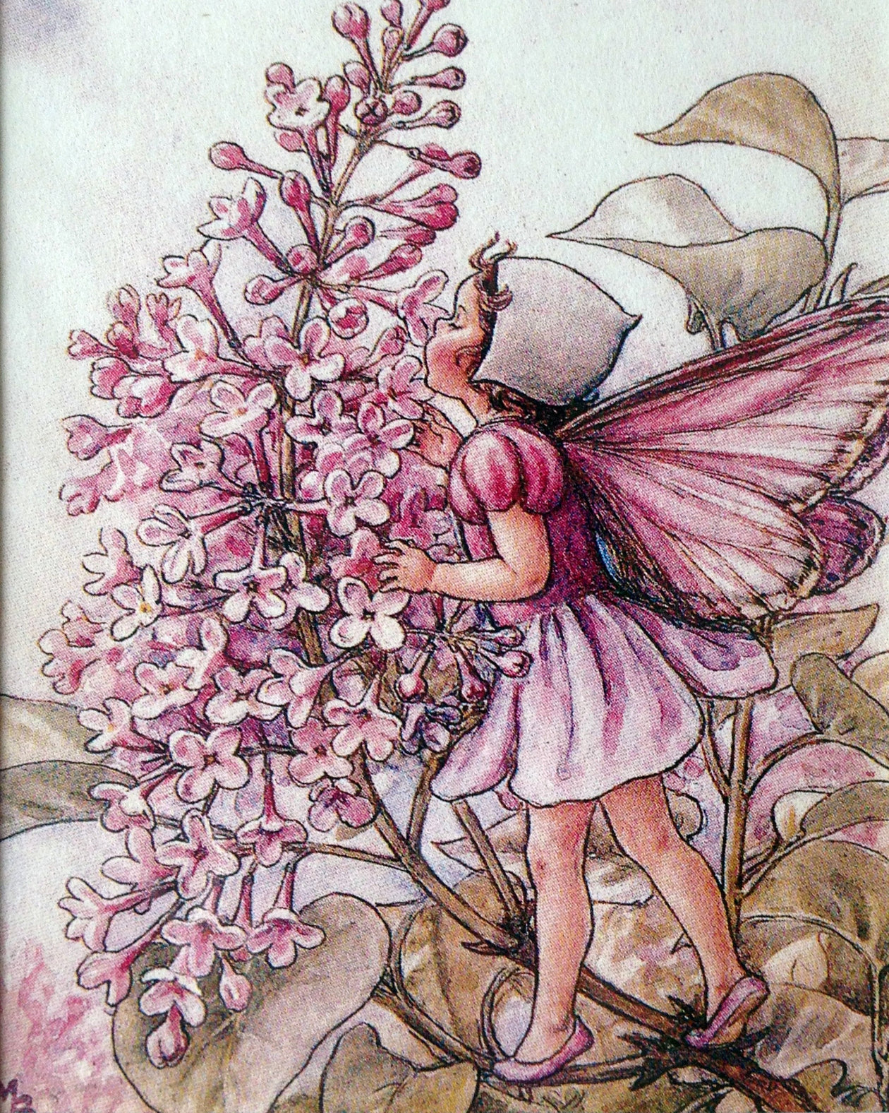 Flower Fairy Print: The Lilac Fairy