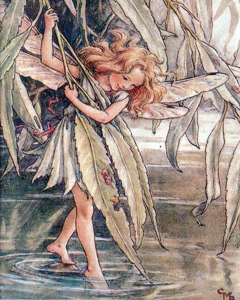 Flower Fairy Print: The Willow Fairy
