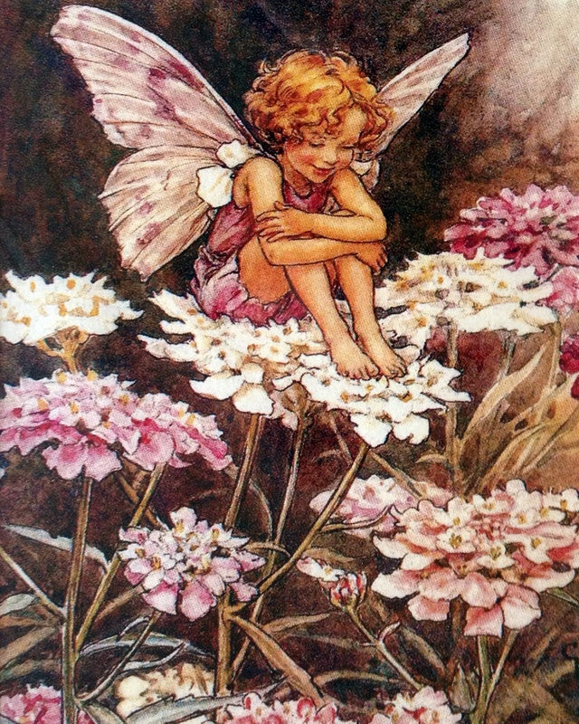 Flower Fairy: Candytuft Fairy Print
