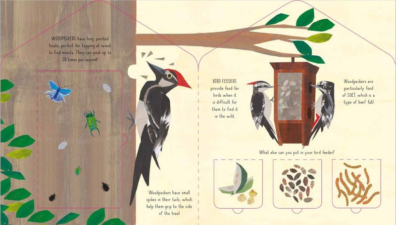 Libby Walden: Bird House - A Lift - the - Flap Book of Discovery, illustrated by Clover Robin - Tales for Tadpoles